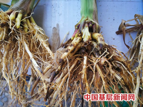 注意这几点 盐碱地也能种玉米