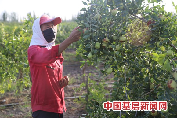 七团江尚勤改良蟠枣成功