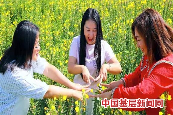 和硕县月见草花开浪漫扮靓金田园