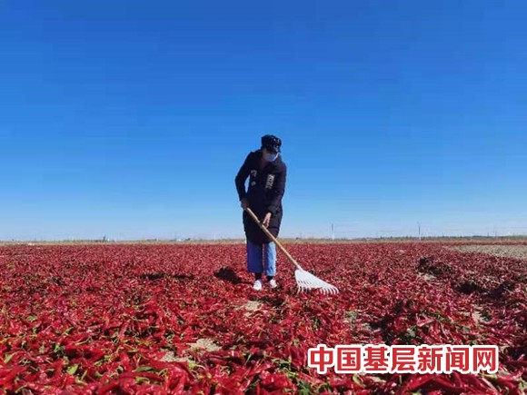 一八四团七万余亩辣椒火热迎丰收