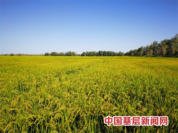 喜讯！新疆阿拉尔“羊脂籽米”在“大米界的奥运会”上获金奖   