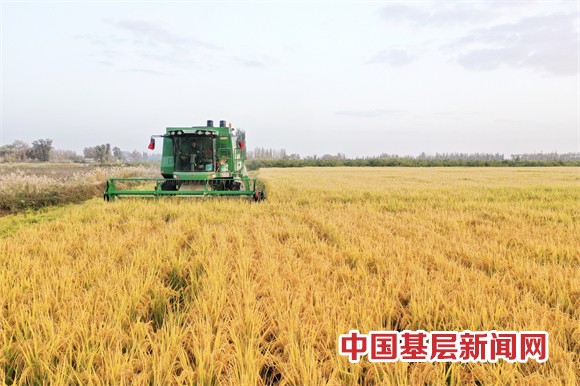 喜讯！新疆阿拉尔“羊脂籽米”在“大米界的奥运会”上获金奖   