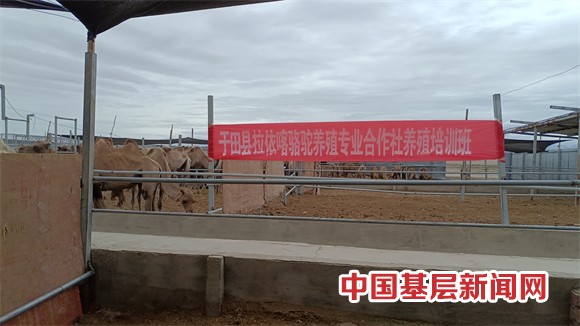 举办骆驼养殖户技能培训  推进骆驼产业健康有序发展