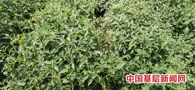 辣椒地“遇袭”：飘来药物让它伤痛难愈